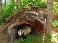 Музей «Дом природы»