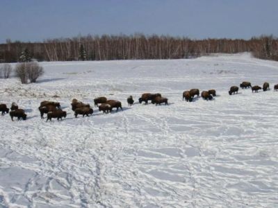 Как экологи АЛРОСА помогают сохранять уникальный природный баланс Якутии