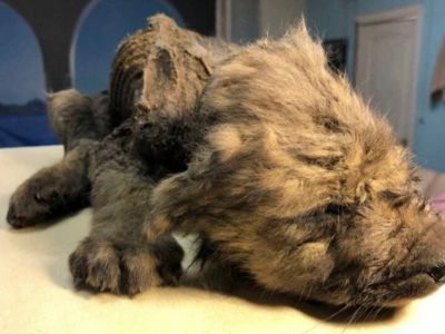 Древний Друг. Мумию щенка одомашненного волка возрастом 18 тысяч лет нашли в Якутии