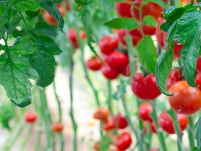 Экспертный совет назвал пробелы в законе об органике