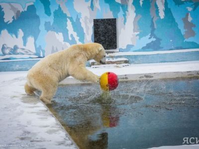 Белые медведи в зоопарке «Орто Дойду» получили новые игрушки от «Роснефти»