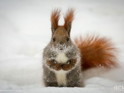 ФОТОРЕПОРТАЖ. Пушистые красавицы Якутска