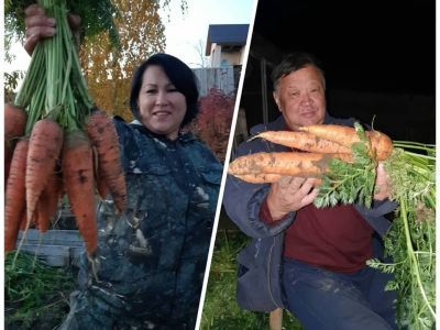 ФОТОФАКТ. Огромная морковь выросла у якутских огородников