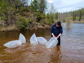 Экологи АЛРОСА открыли сезон зарыбления рек и выпустили в реку Вилюй молодь чира