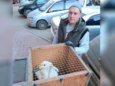 Житель Нюрбинского района спас раненого лебедя