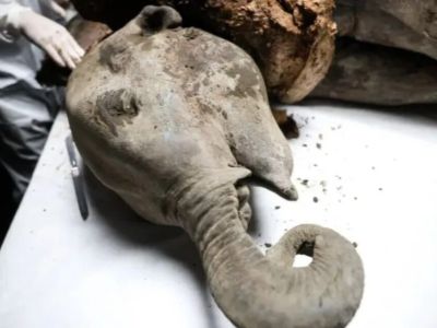 В павильоне Якутии на ВЭФ установили криокамеру с тушами мамонтенка и пещерных львят