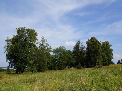 Усадебный парк