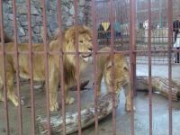 Зооуголок Детского парка