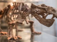 Музей геологии Центральной Сибири