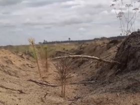 Лесовосстановление АЛРОСА: более 350 тысяч сеянцев сосны высадили в Олекминске в этом году
