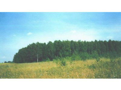 Священная роща