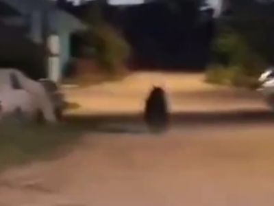 По улицам Ленска бродит медведь. Объявлен сбор охотников            
                UPD