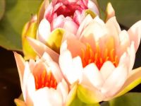 Вебинар «Общие наблюдения и индивидуальное обучение с точным объяснением материала как способы поддержки детской инициативы по методу Марии Монтессори»