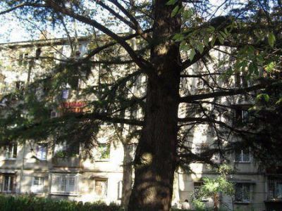 Гималайский кедр, посаженный первым в мире космонавтом Ю.А. Гагариным