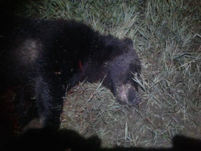 Медведь забрел на базу полеводческой бригады “Амгинский”. Незваного гостя пришлось ликвидировать  