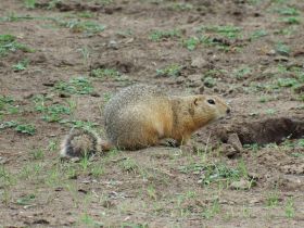 Орнитолог прокомментировал видео с необычной птицей в Якутии