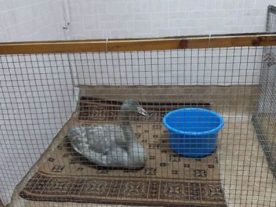 ВИДЕОФАКТ. В северном селе Якутии работники котельной нашли лебедя-подранка и приютили