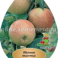 Яблоня Медуница (подвой 54-118, полукарликовый) (в сетке)