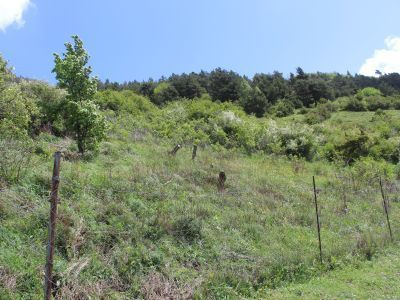 Остатки старинного кладбища