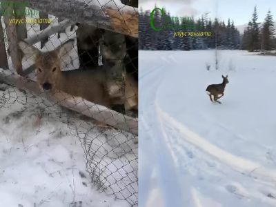 Видео: в Якутии запутавшуюся в сетке-рабице косулю вернули в лес