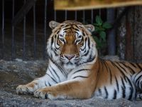 Сахалинский зооботанический парк