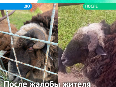 Барану в якутском зоопарке подрезали рога после жалобы в соцсетях