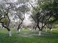 Парк «Костино»