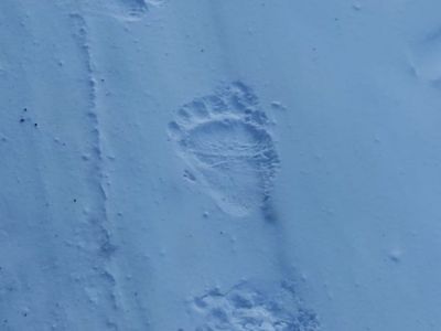 Трех медведей-шатунов отстрелили в Усть-Майском районе