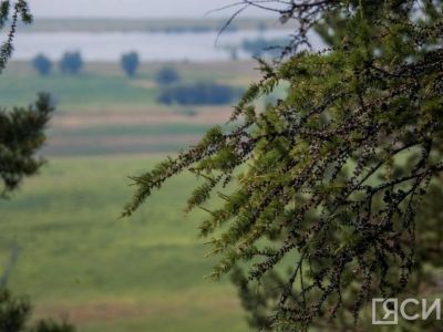 В Якутске спасли четырехметровую ель после наезда автомобиля