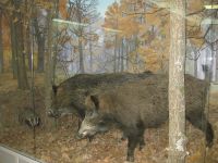 Чувашский национальный музей