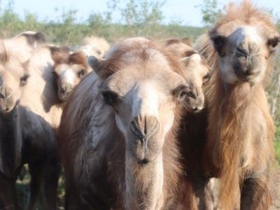 Научный эксперимент. Верблюды благополучно пережили суровую якутскую зиму