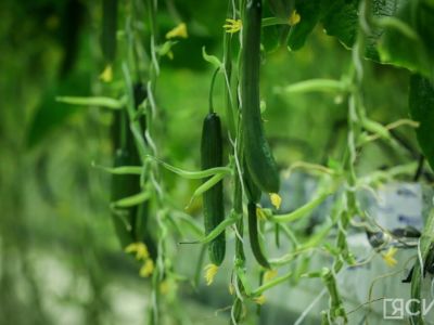 Врач рассказала о пользе огурцов