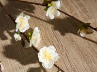 Ветвь Счастливой Пасхи/Buona Pasqua I