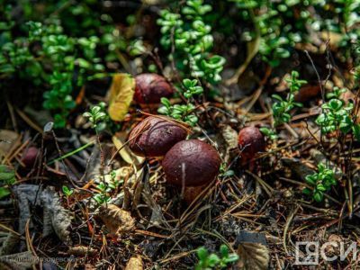 Топ-10: рейтинг самых популярных грибов Якутии