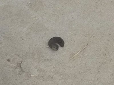 Напоминающее голову змеи существо заметили якутяне в Хангаласском районе