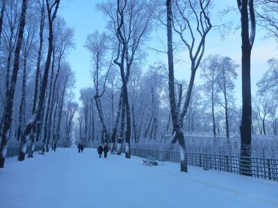 Сад