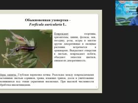 Международный вебинар "Защита декоративных цветочных культур от вредителей в открытом и защищенном грунте"