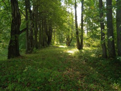 «Парк усадьбы Рябинки», XVIII - нач. XX вв.»