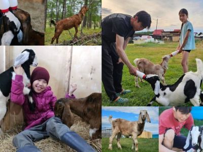 «Добивалась доверия заводчицы»: якутянка воплотила давнюю мечту и завела троих козлят