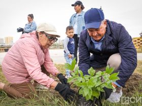 В День окончания Второй мировой войны в Якутске высадили 80 кустов сирени