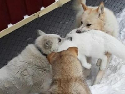 «Страшно выходить на улицу»: жители Тикси жалуются на стаи бродячих собак