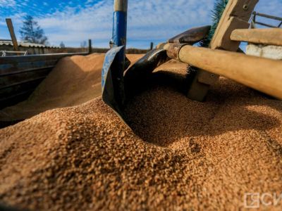 В Якутии заготовили 87% необходимого объема кормов для зимовки скота