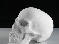 Гипс Череп анатомический, h-22 см.