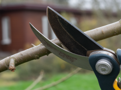 Как выбрать инструменты для обрезки и ухаживать за ними