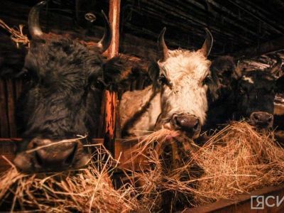 В Якутии на зимовку скота и лошадей выделили свыше 450 тысяч тонн корма