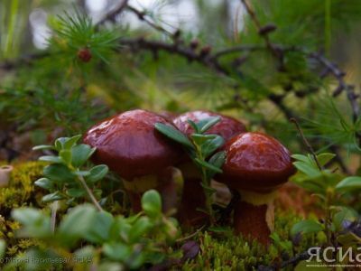 Миколог рассказала, как долго будут еще расти грибы в Якутии