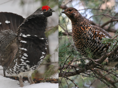 На грани исчезновения: в Якутии подвели первые итоги исследования азиатской дикуши