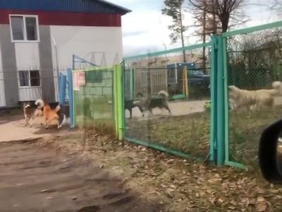 Бастрыкин взял на контроль дело о нападении бродячих собак на ребенка в Якутии