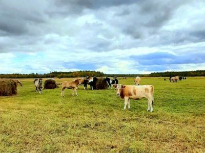 План по заготовке кормов перевыполнили в Хангаласском районе Якутии