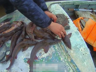 В Якутии двум пенсионерам грозит до 8 лет лишения свободы за вылов осетра